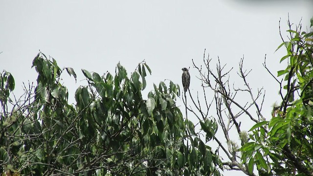 White-browed Purpletuft - ML217377611