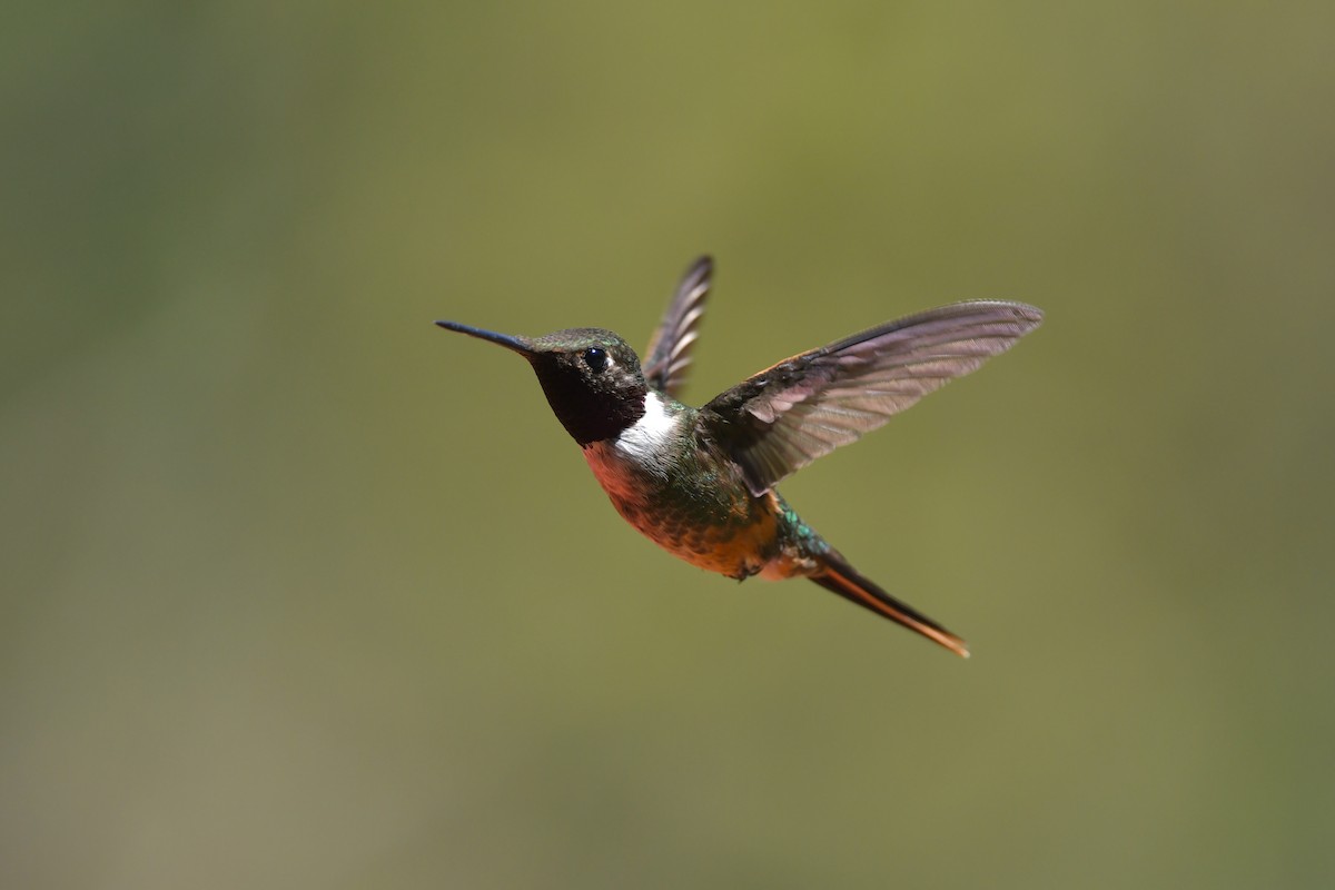 Magenta-throated Woodstar - Ting-Wei (廷維) HUNG (洪)