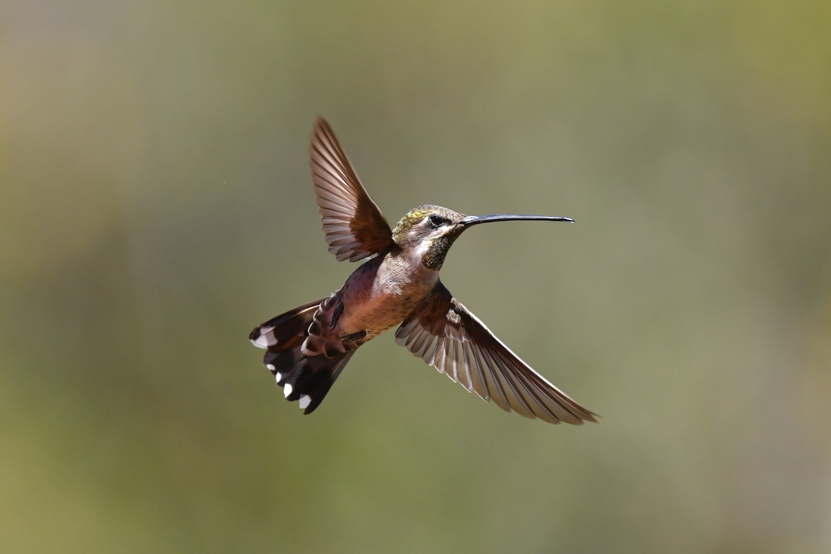 Plain-capped Starthroat - ML217378061