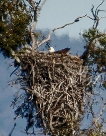 Bald Eagle - Susan Smith