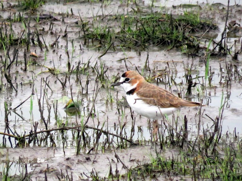 Collared Plover - ML217378131