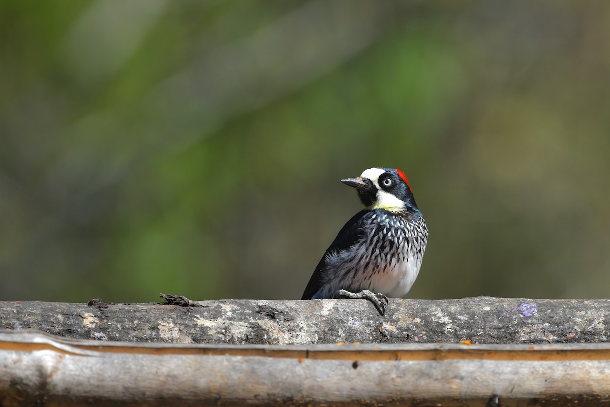 Acorn Woodpecker - Ting-Wei (廷維) HUNG (洪)