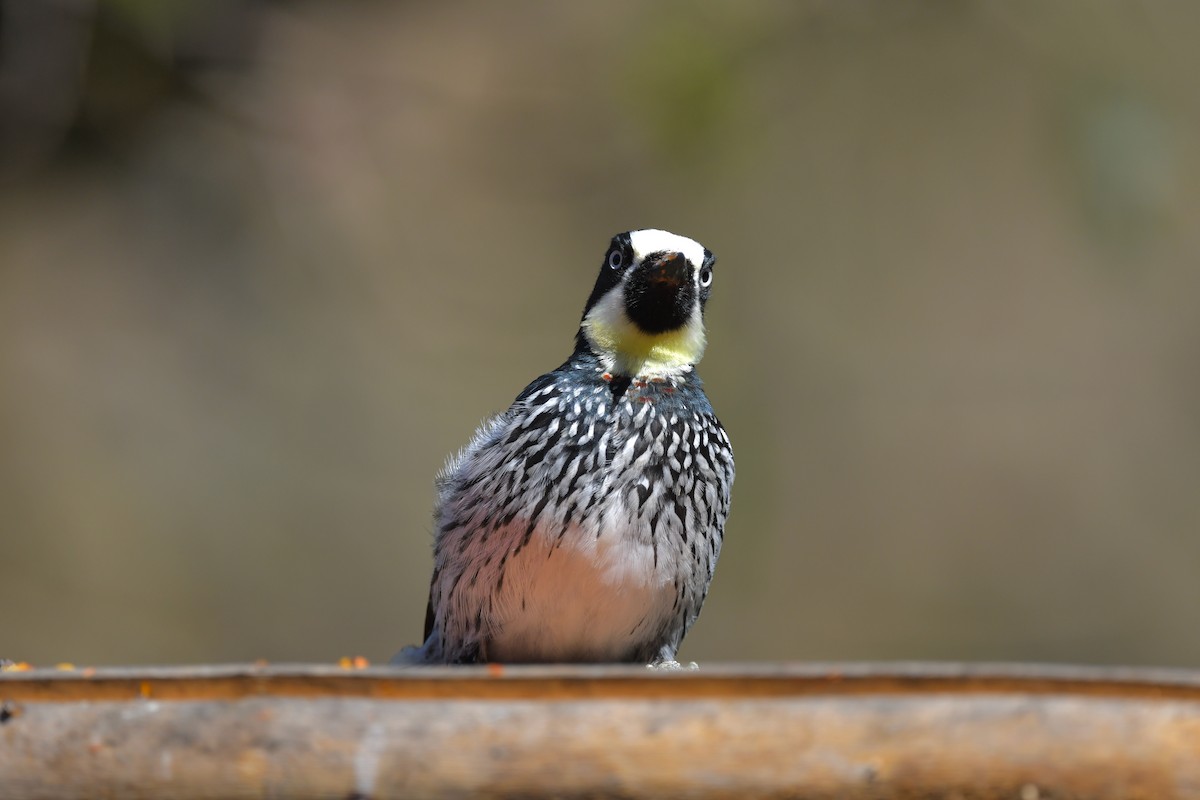 Acorn Woodpecker - ML217378431