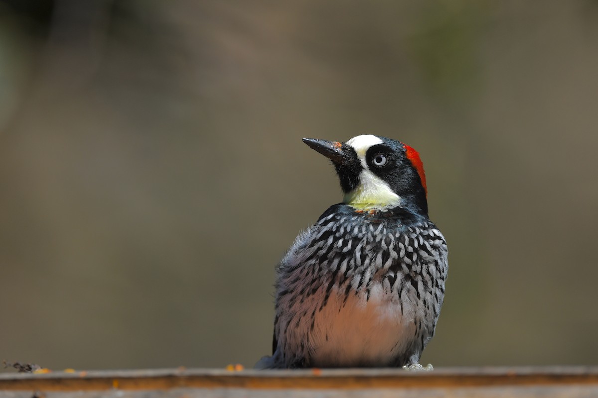 Acorn Woodpecker - ML217378481