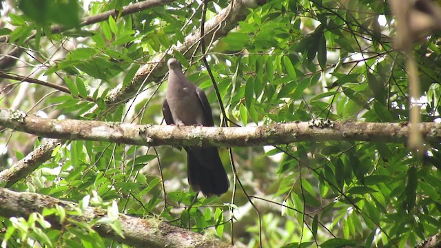 Pigeon plombé - ML217378661