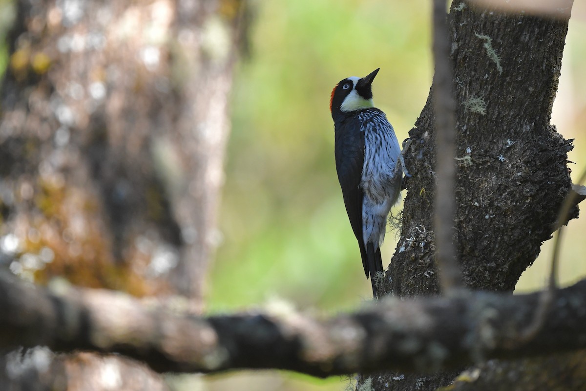 Acorn Woodpecker - ML217378941