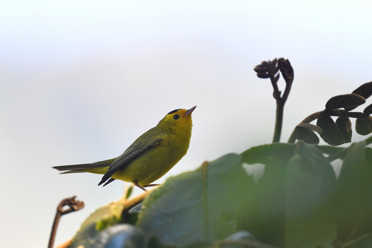 Wilson's Warbler - ML217379231