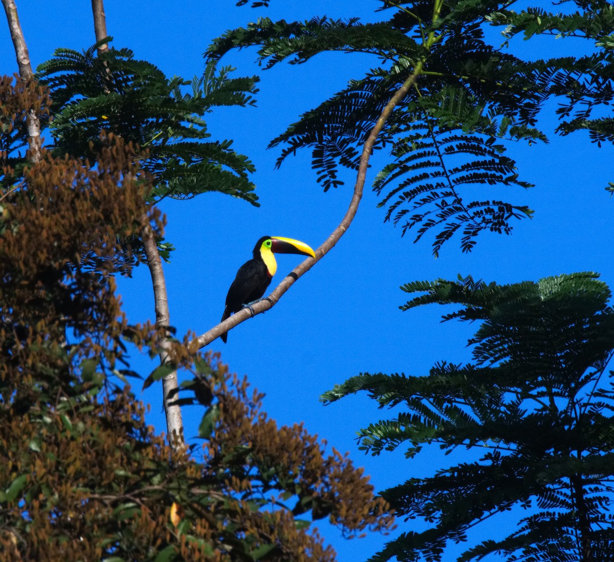 Yellow-throated Toucan (Chestnut-mandibled) - ML217379331