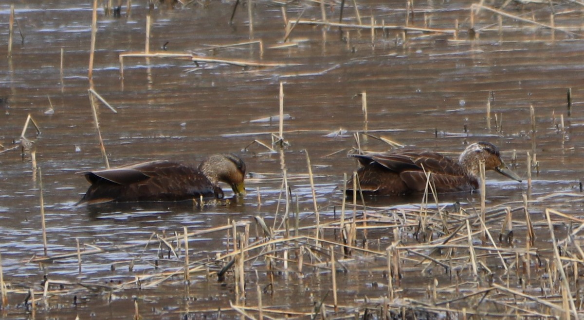 American Black Duck - ML217379341