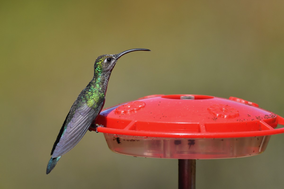 kolibřík fialkový - ML217379641