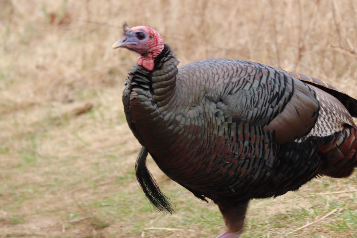 Wild Turkey - ML217380871