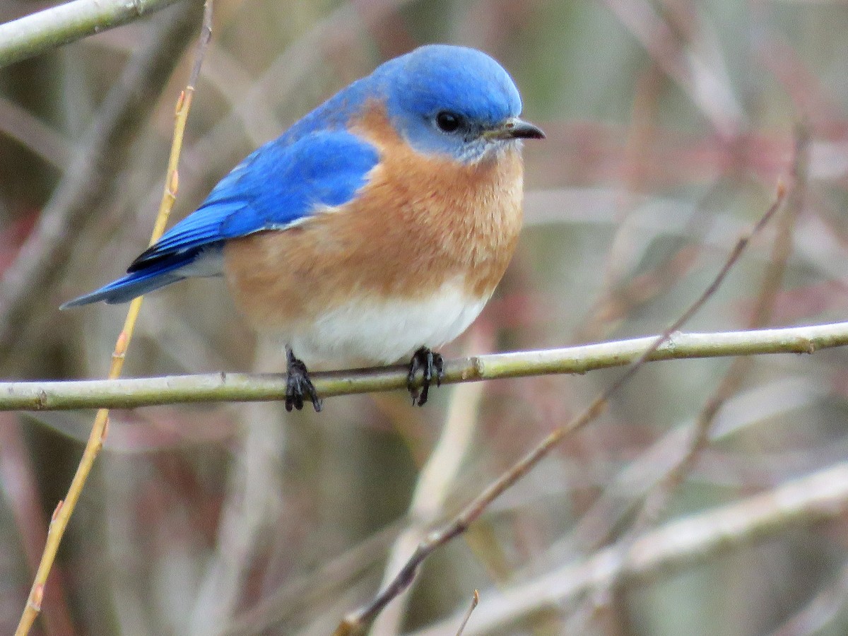 Eastern Bluebird - ML217381841