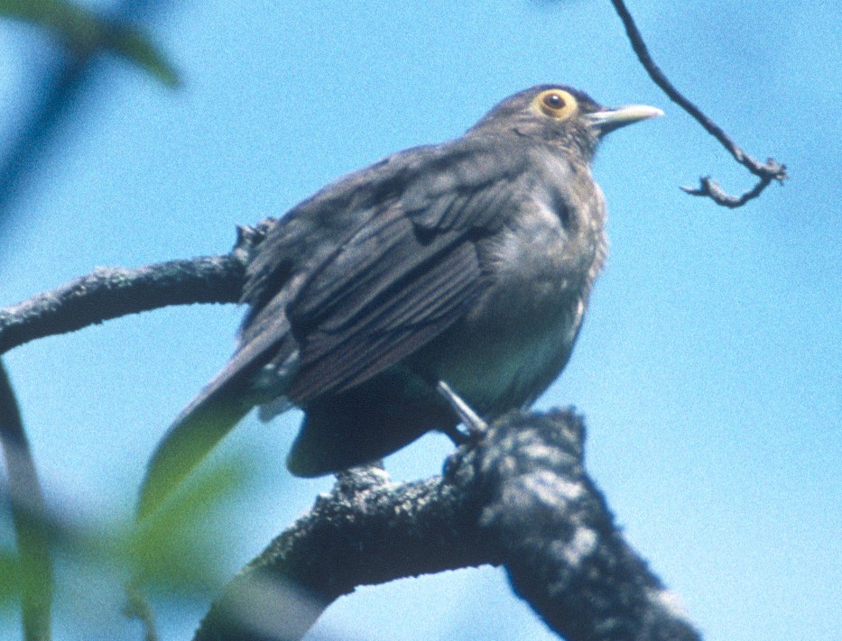 Spectacled Thrush - ML217382781