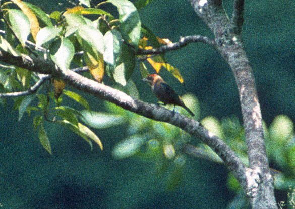 Lesser Antillean Tanager (St. Vincent) - Don Roberson