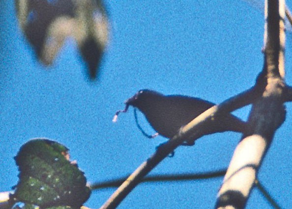 Lesser Antillean Bullfinch - ML217384951