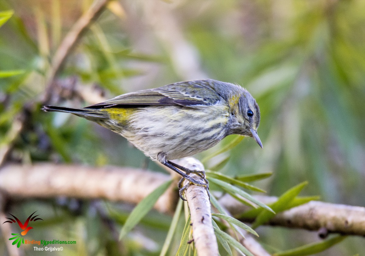 Cape May Warbler - ML21738731