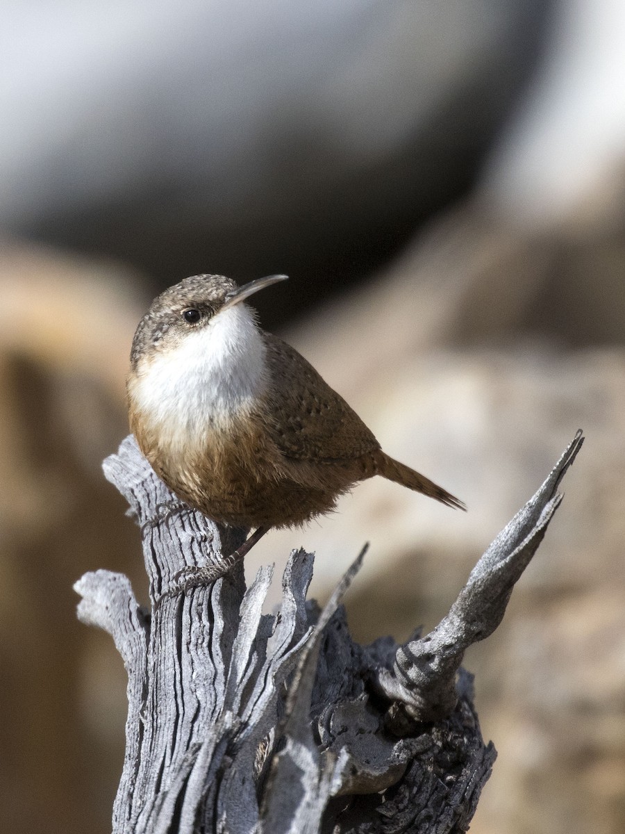 Canyon Wren - ML217387361