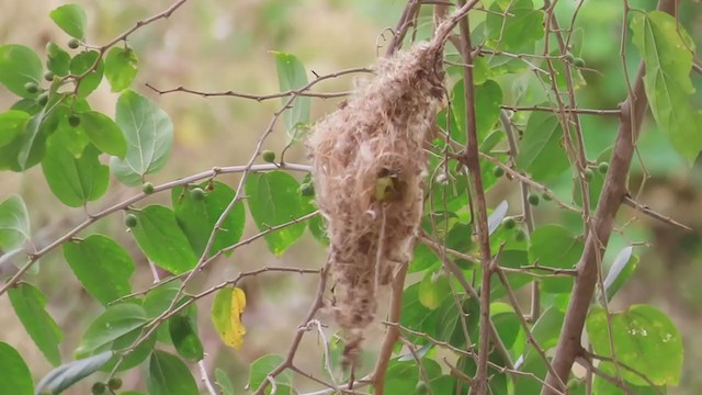 Common Tody-Flycatcher - ML217387691