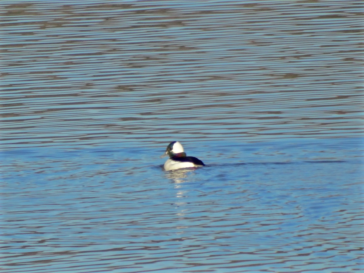 Bufflehead - ML21738871