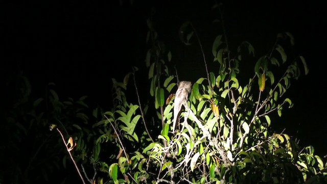 Northern Potoo - ML217389081