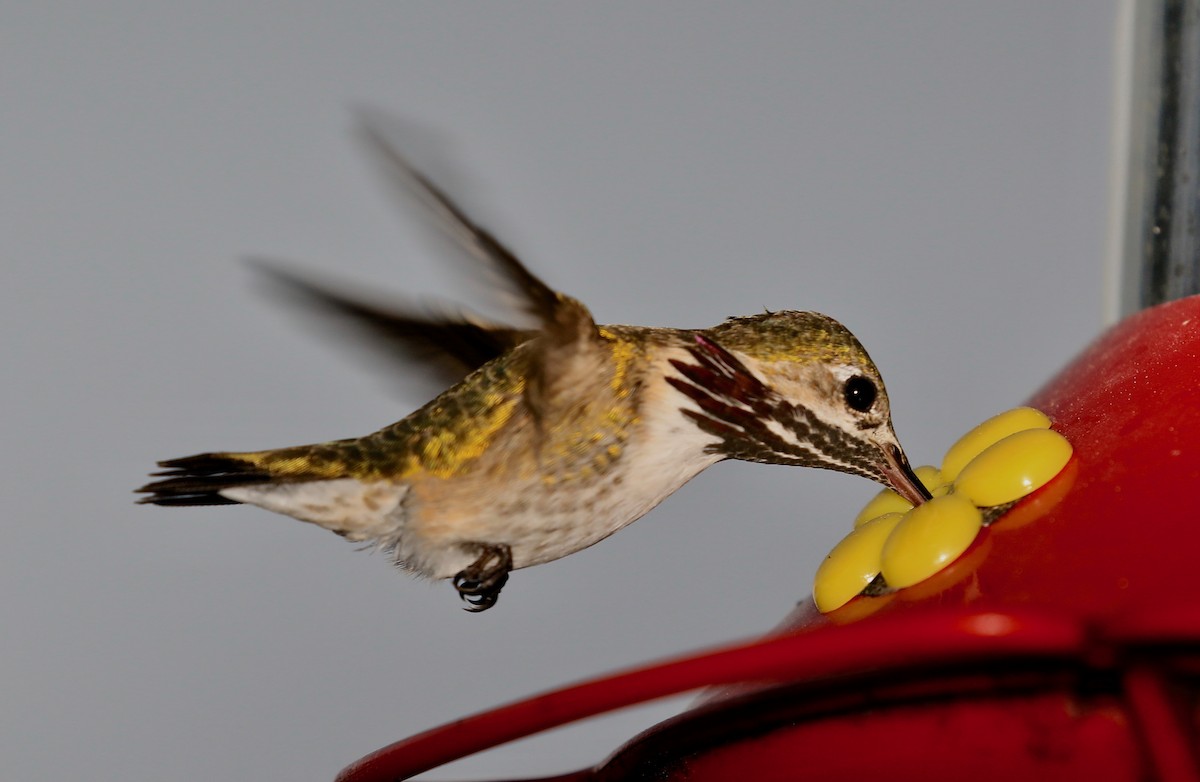 Calliope Hummingbird - Roger Zachary