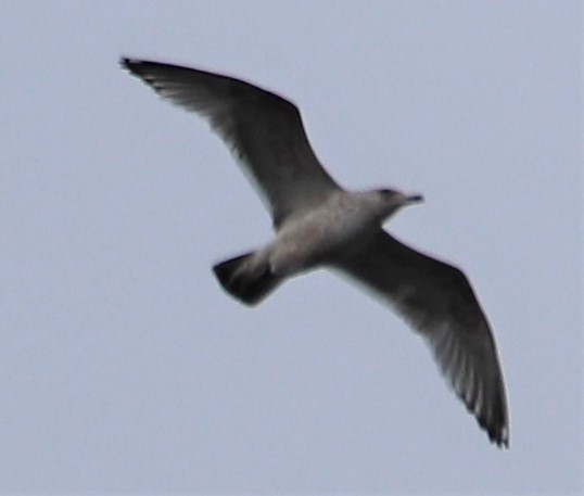 Herring Gull - valerie heemstra