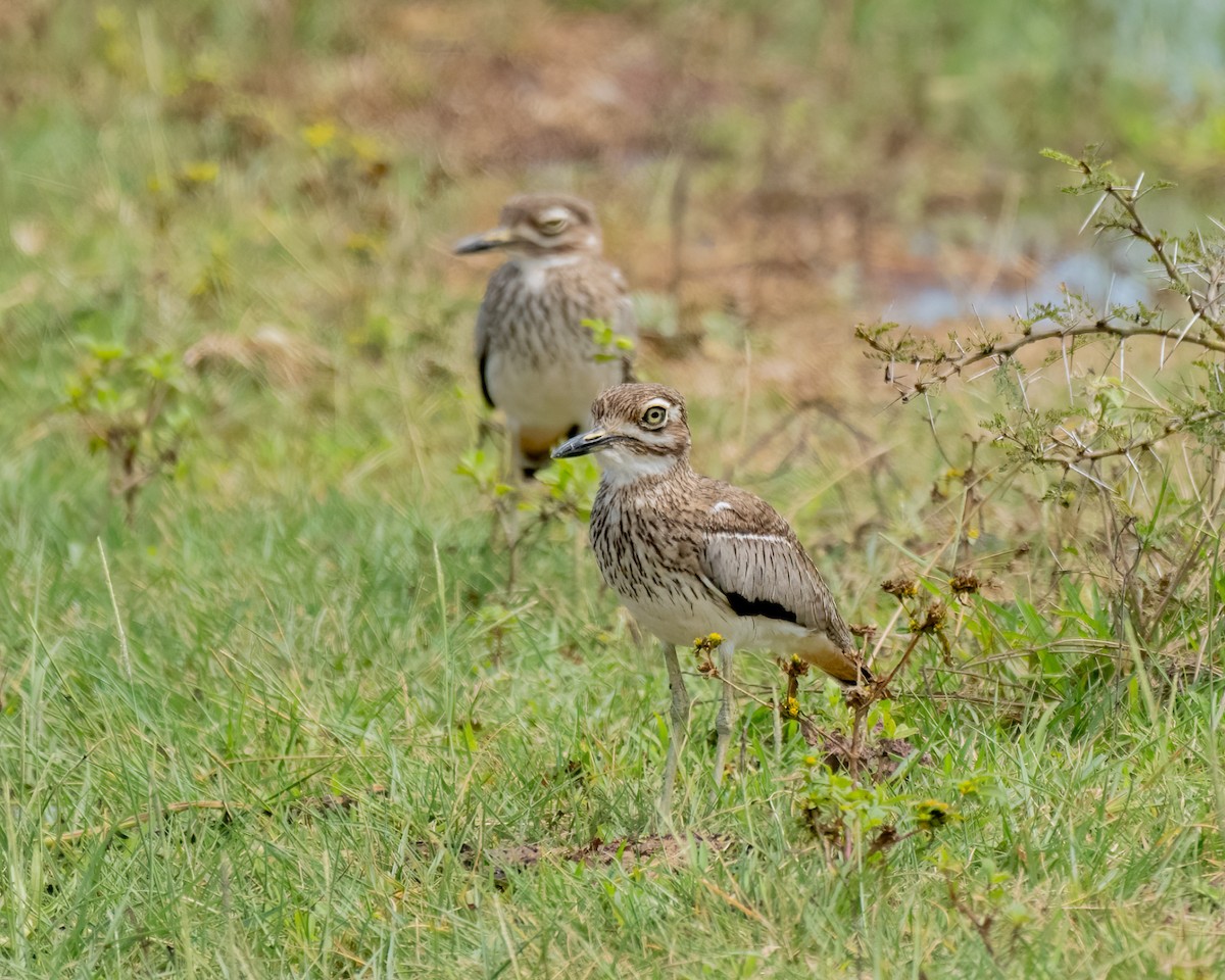 Water Thick-knee - ML217390441