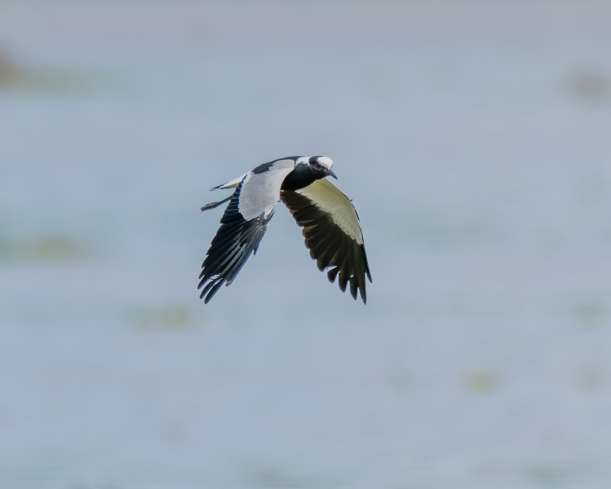 Blacksmith Lapwing - ML217390931