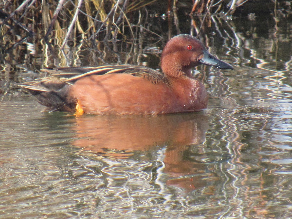 Cinnamon Teal - Ken Wat