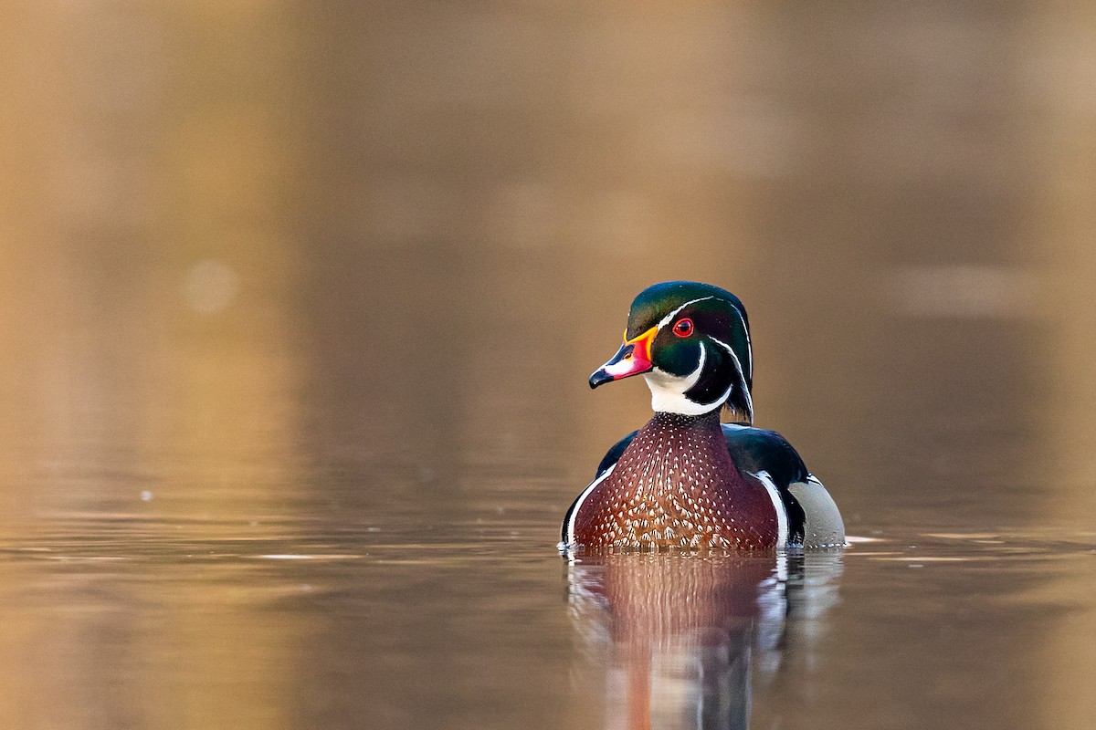 Wood Duck - ML217394701