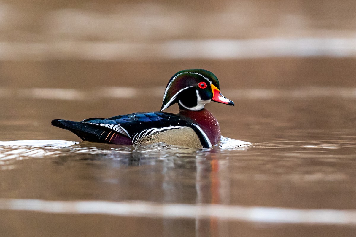 Wood Duck - ML217394711