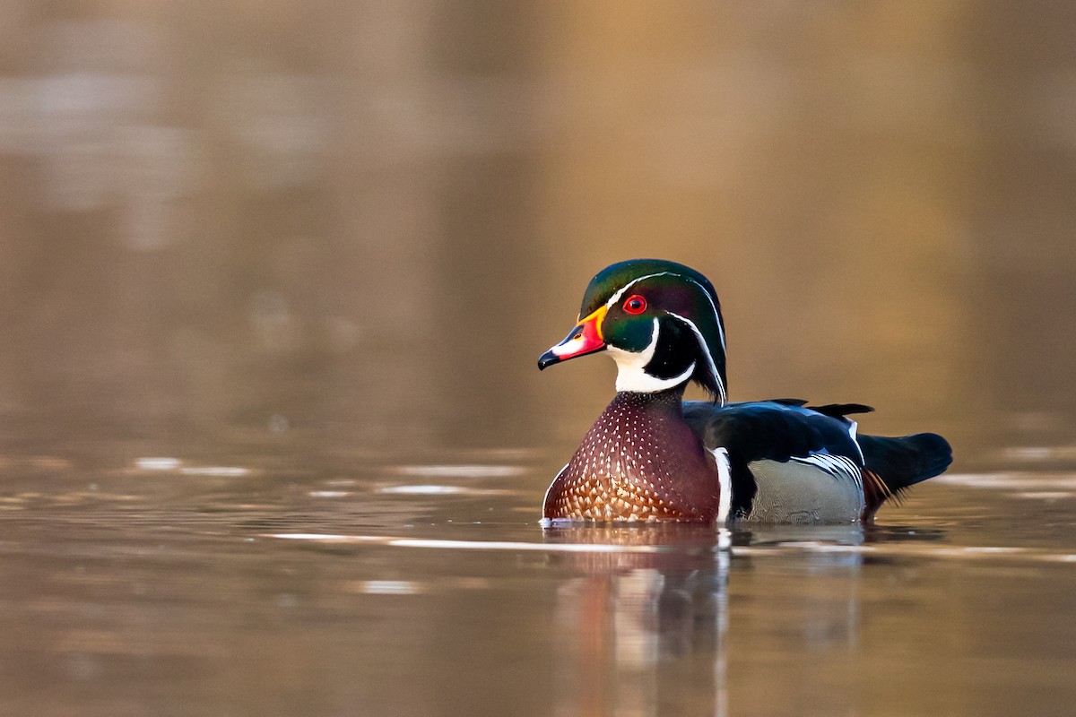 Wood Duck - ML217394741