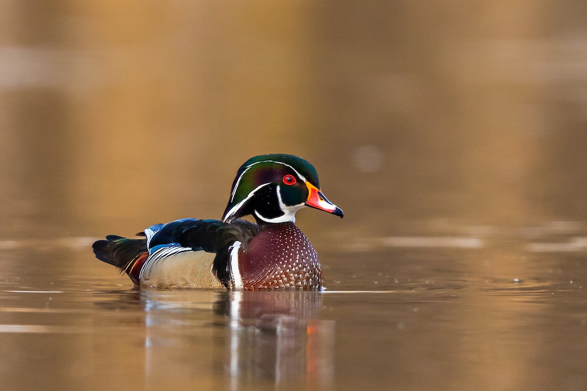 Wood Duck - ML217394791