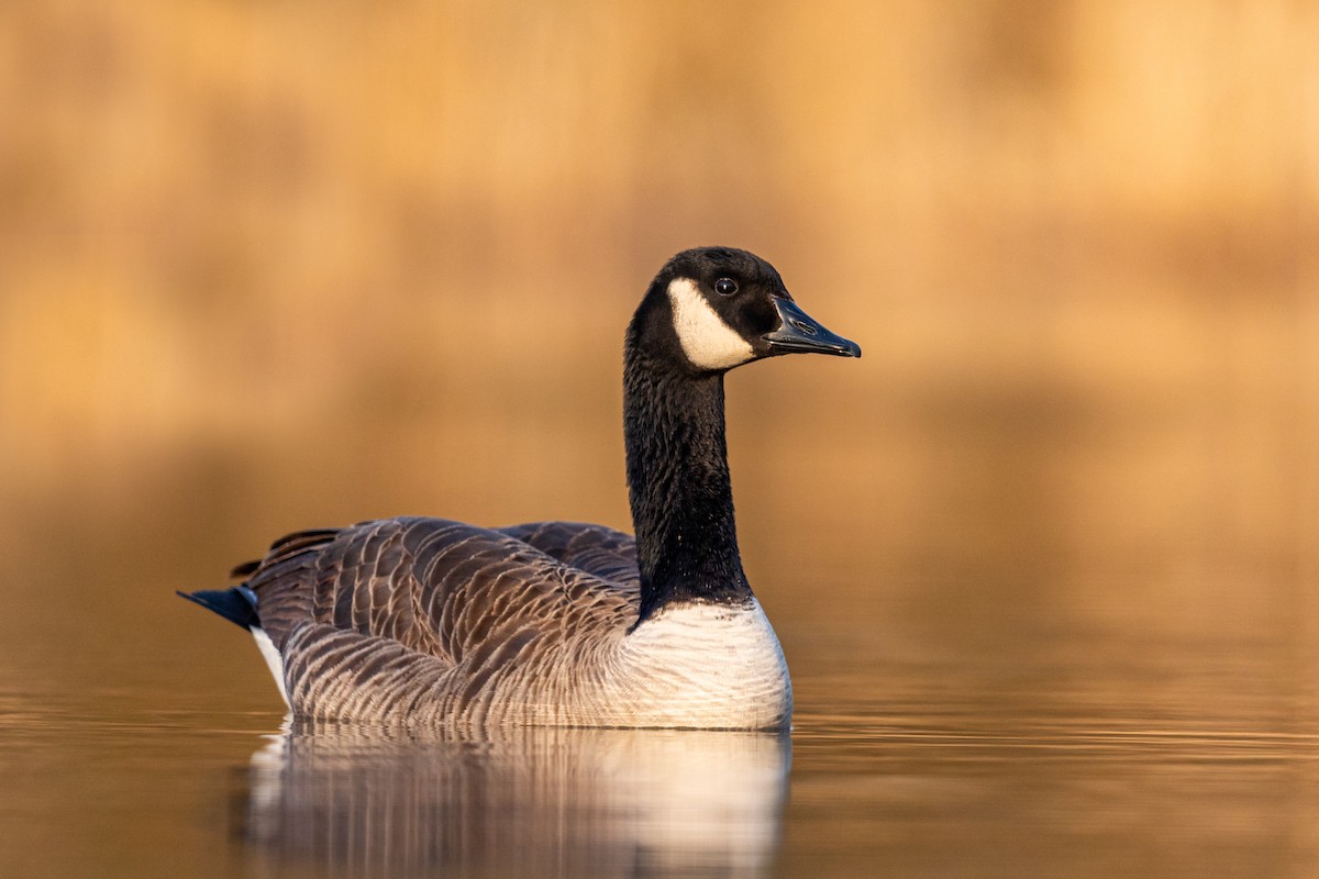 Canada Goose - ML217394961