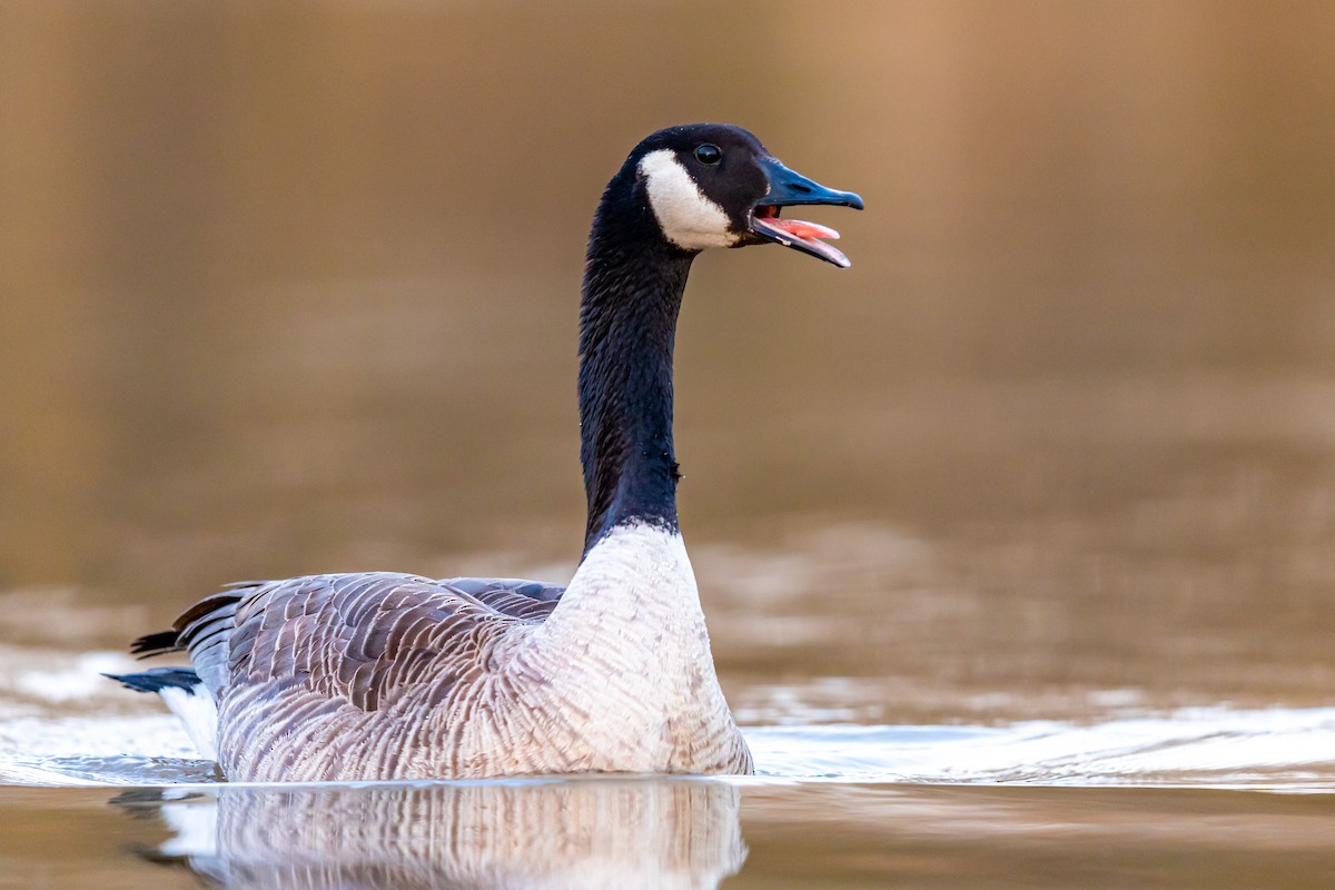 Canada Goose - ML217395041