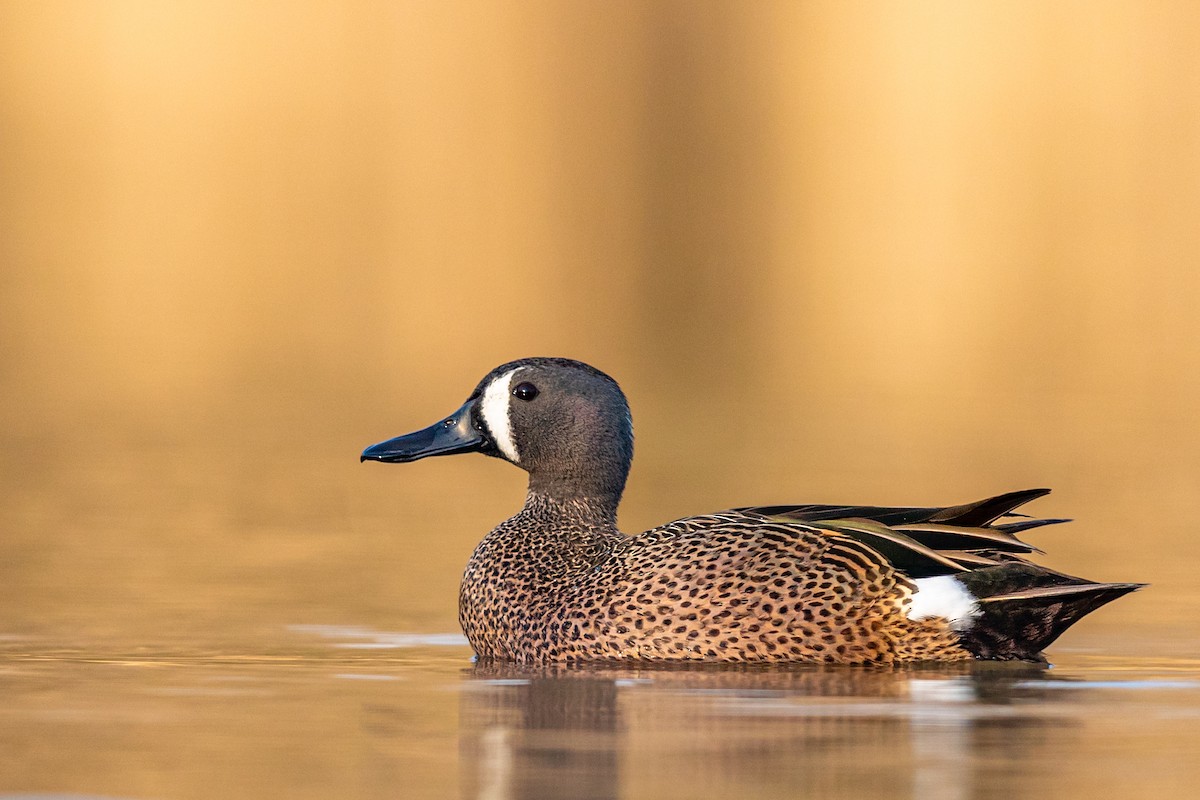 Blue-winged Teal - Brad Imhoff