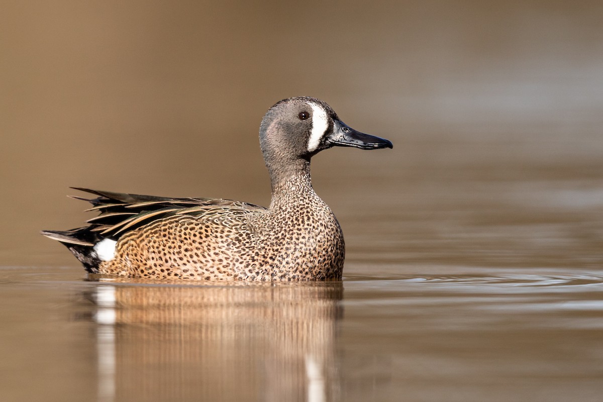 Blue-winged Teal - ML217395421