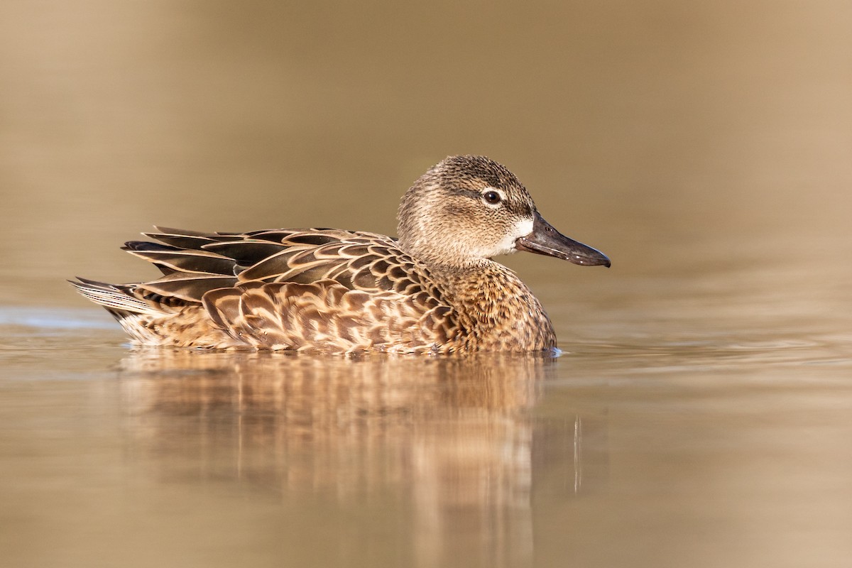 Blue-winged Teal - ML217395431