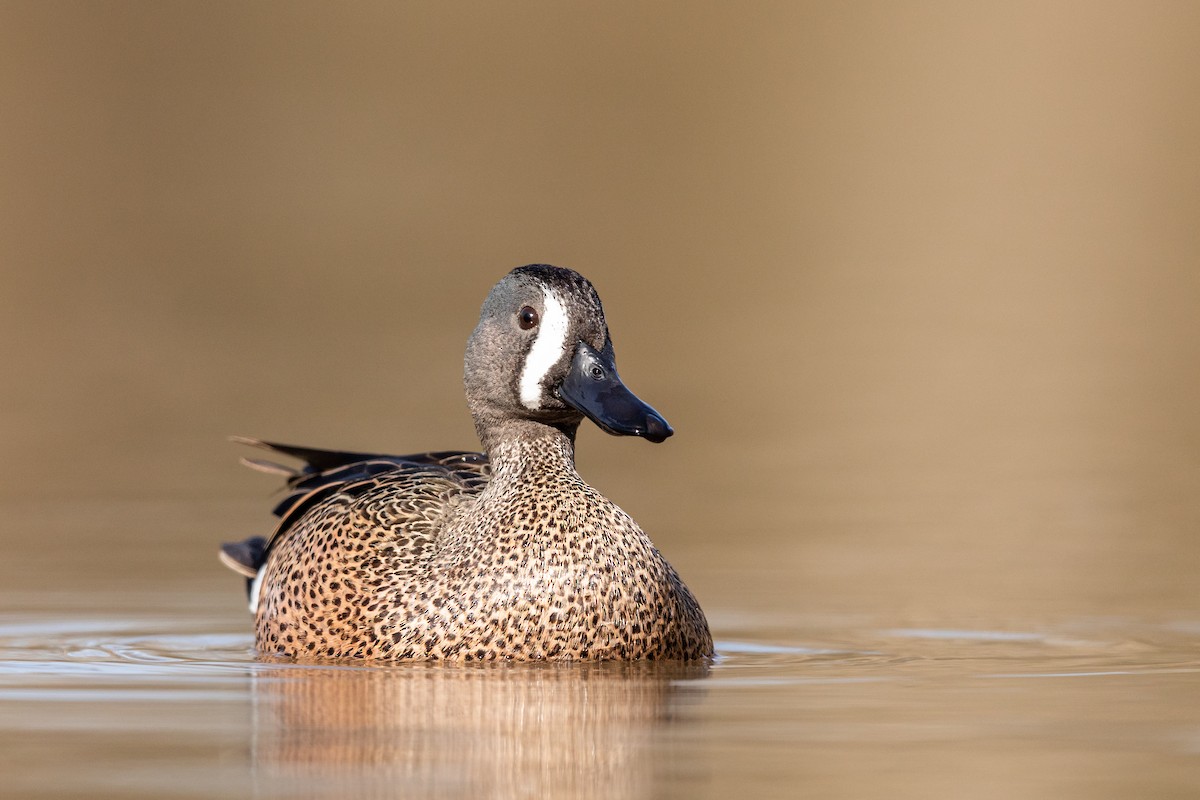 Blue-winged Teal - ML217395511