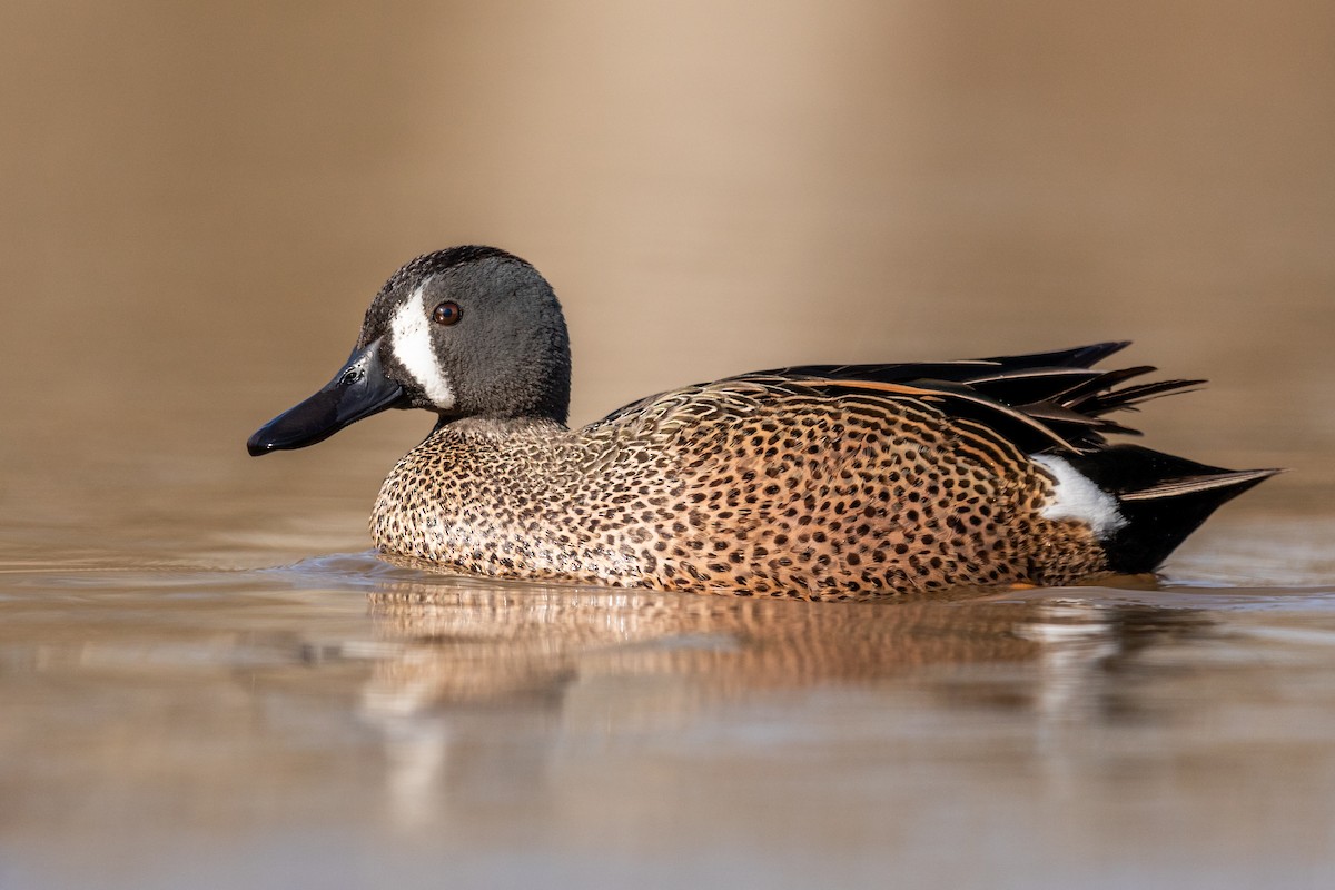 Blue-winged Teal - ML217395561