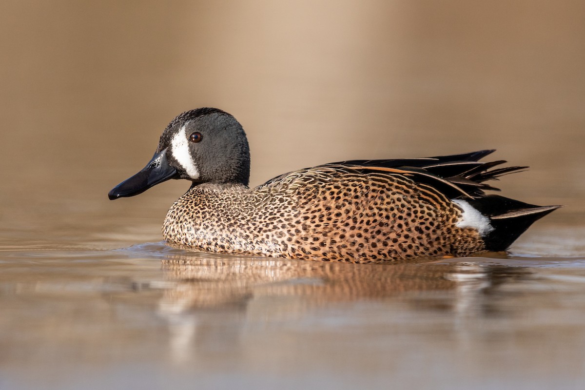 Blue-winged Teal - Brad Imhoff