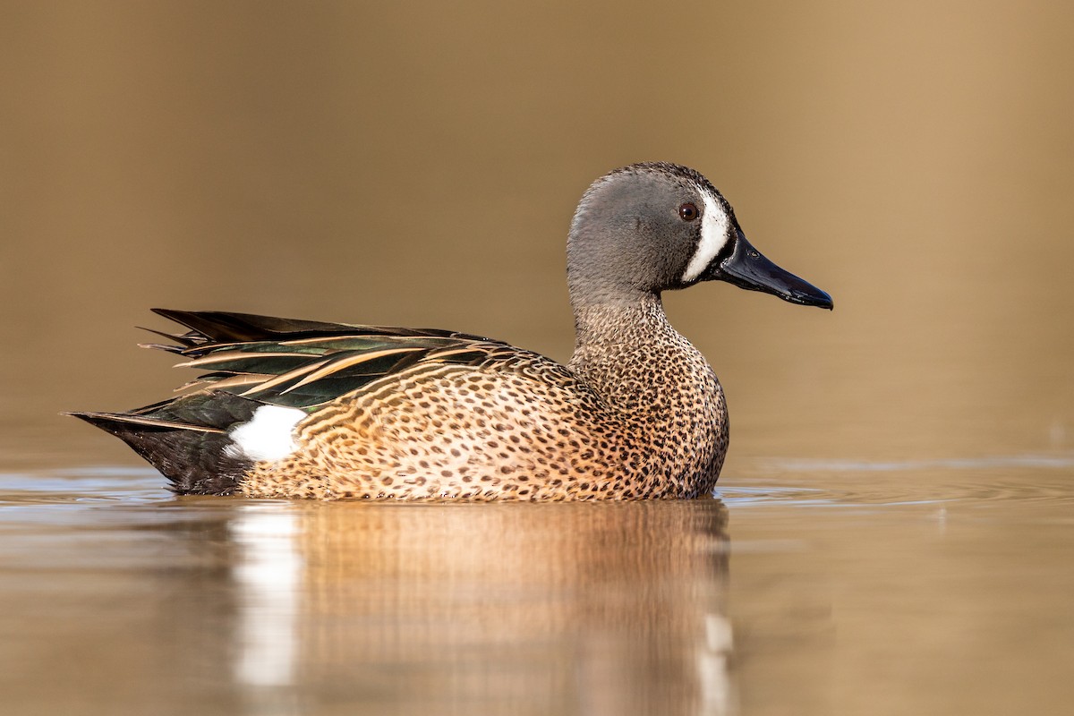 Blue-winged Teal - ML217395591