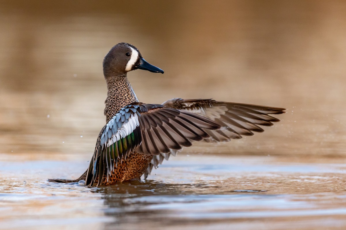 Blue-winged Teal - ML217395641