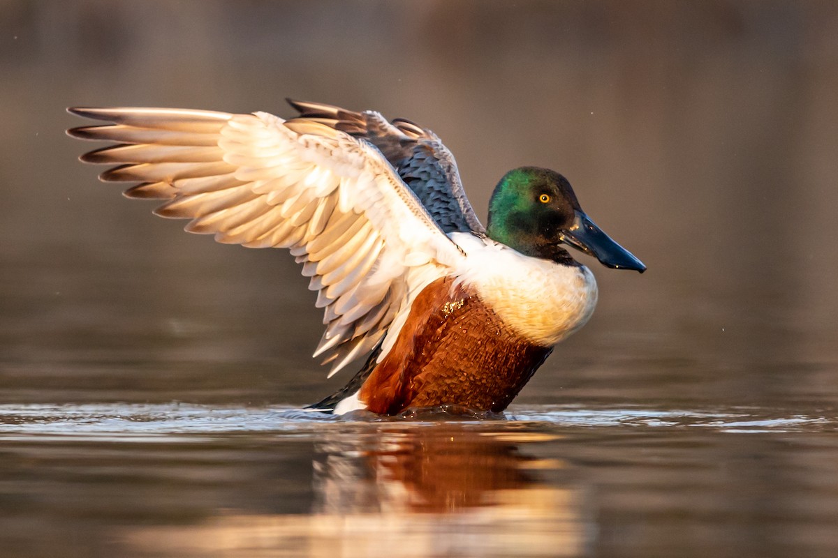 Northern Shoveler - ML217395741