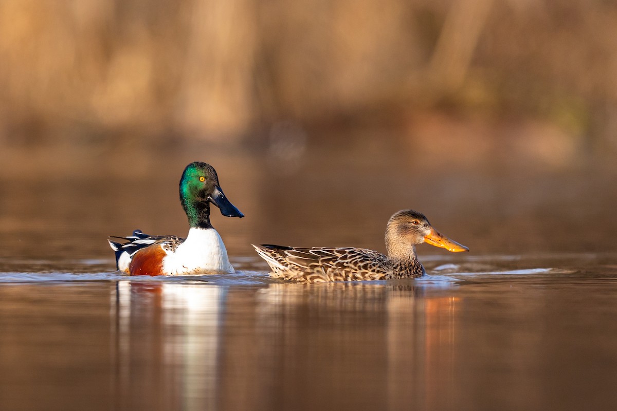 Northern Shoveler - ML217395781