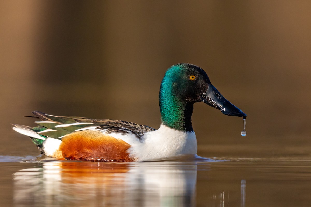 Northern Shoveler - ML217395841