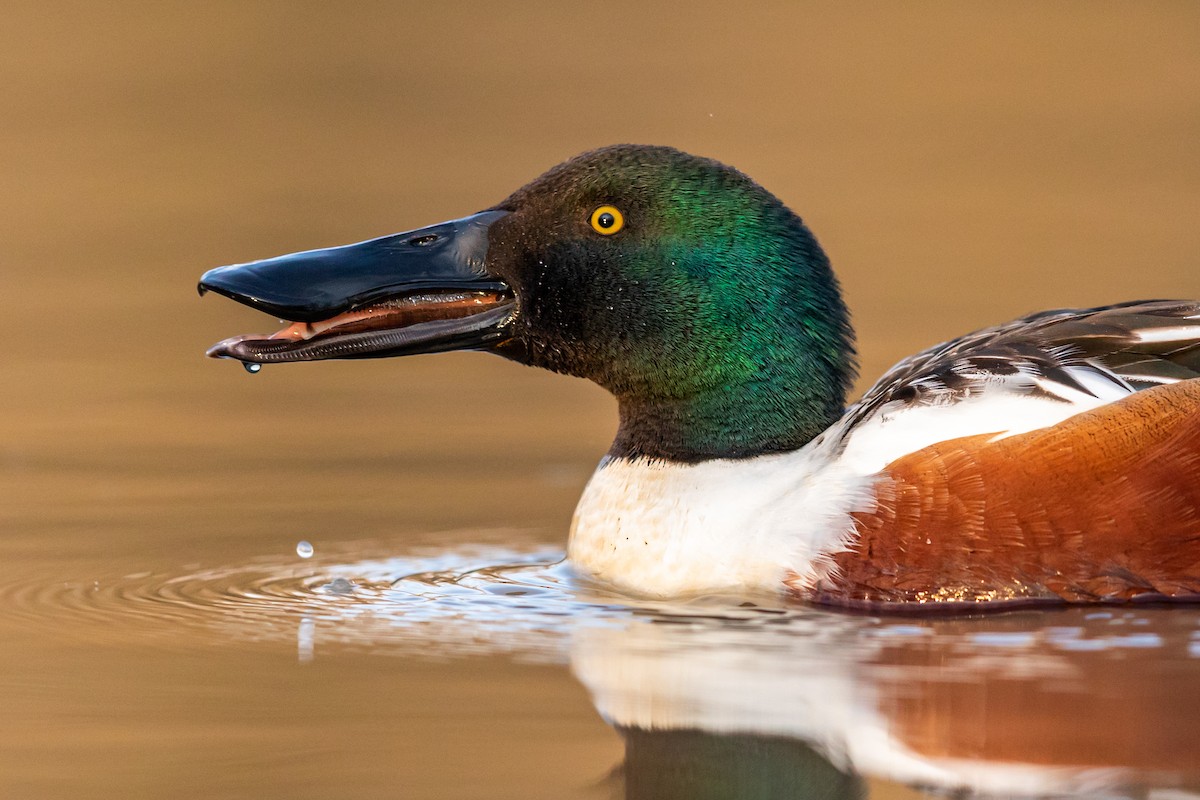 Northern Shoveler - ML217395871