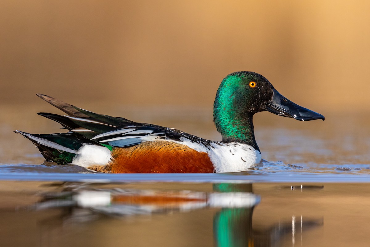 Northern Shoveler - ML217395911