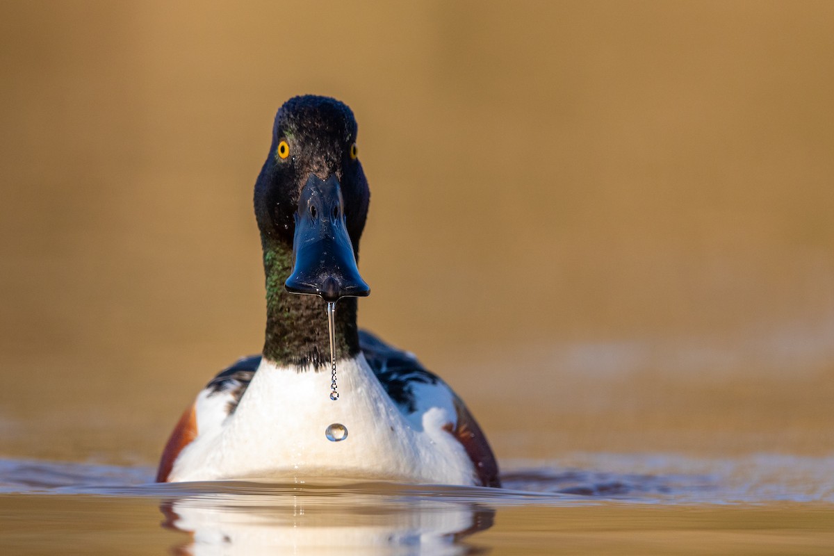 Northern Shoveler - ML217396031