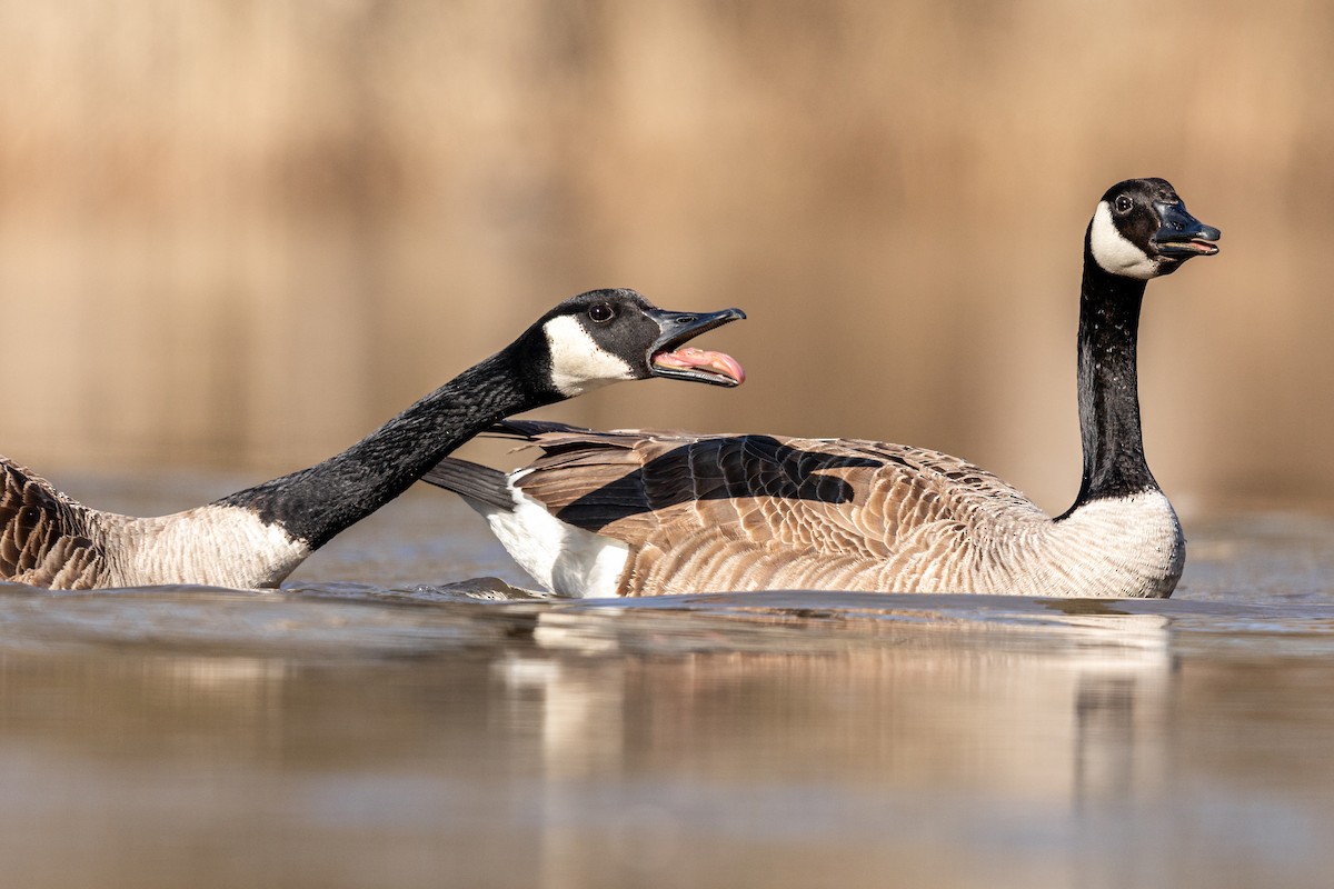 Canada Goose - ML217396061